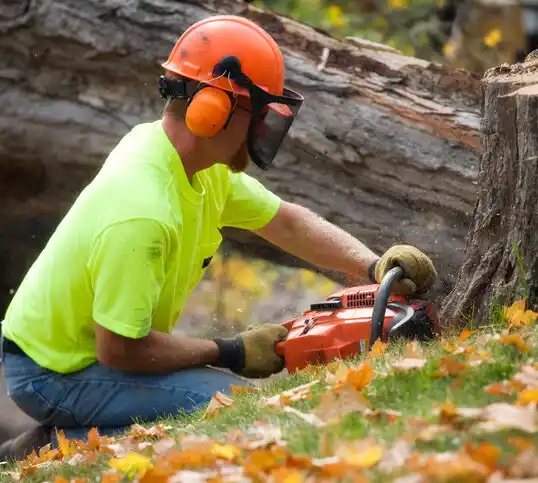 tree services Parsonsburg